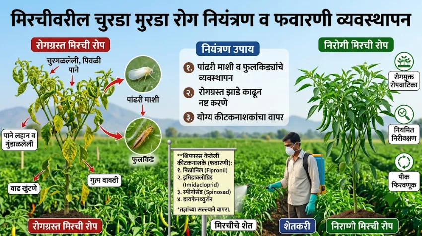 मिरचीवरील प्रमुख रोग, कीड आणि फवारणी वेळापत्रक