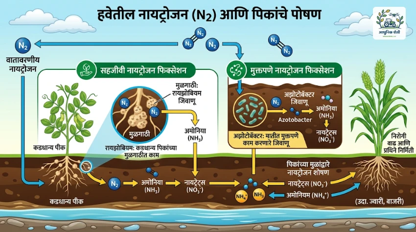 हवेतील नत्र पिकांना कसे मिळते याची प्रक्रिया