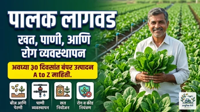 आधुनिक पालक लागवड आणि ठिबक सिंचन