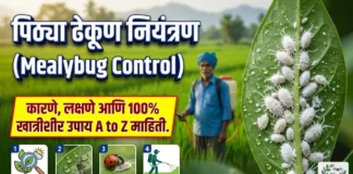 पिठ्या ढेकूण नियंत्रण (Mealybug Control): कारणे, लक्षणे आणि 100% खात्रीशीर उपाय पिठ्या ढेकूण (Mealybug) लागण झालेले पीक आणि नियंत्रणाचे उपाय