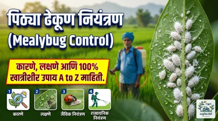 पिठ्या ढेकूण (Mealybug) लागण झालेले पीक आणि नियंत्रणाचे उपाय