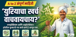 रायझोबियम आणि अझोटोबॅक्टर: पिकांना हवेतील नत्र मिळवून देणारे जिवाणू | आधुनिक शेती रायझोबियम आणि अझोटोबॅक्टर जिवाणू खतांचा शेतीतील वापर