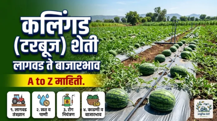 आधुनिक टरबूज (कलिंगड) शेती आणि मल्चिंग पेपरचा वापर