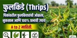 फुलकिडे नियंत्रण: पिकांवरील फुलकिड्यांची ओळख, नुकसान आणि १००% प्रभावी उपाय (Thrips Management) फुलकिडे नियंत्रण: पिकांवरील फुलकिड्यांची ओळख, नुकसान आणि १००% प्रभावी उपाय (Thrips Management)