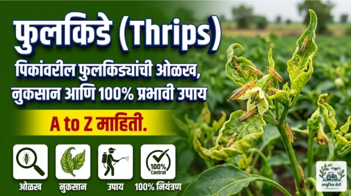 फुलकिडे नियंत्रण: पिकांवरील फुलकिड्यांची ओळख, नुकसान आणि १००% प्रभावी उपाय (Thrips Management)