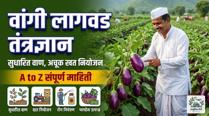 वांगी लागवड तंत्रज्ञान आणि सुधारित वाण