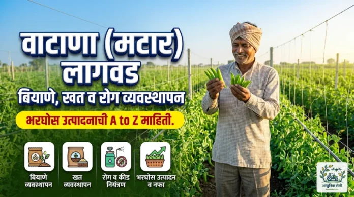 वाटाणा (मटार) लागवड: संपूर्ण माहिती, खत व्यवस्थापन आणि भरघोस उत्पादनाचे आधुनिक तंत्र