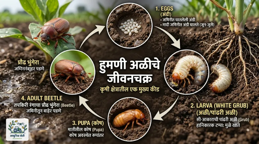 हुमणी अळीचे (White Grub) संपूर्ण जीवनचक्र - अंडी, अळी, कोष आणि भुंगेरा