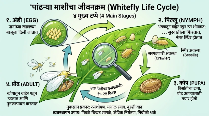 पांढऱ्या माशीचा जीवनक्रम (अंडी ते प्रौढ अवस्था)