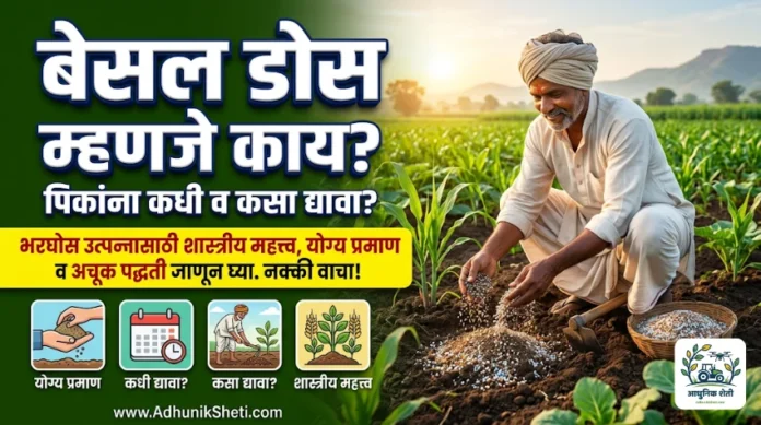 बेसल डोस म्हणजे काय? जाणून घ्या पिकांसाठी बेसल डोसचे महत्त्व, अचूक प्रमाण व पद्धती | Basal Dose Guide