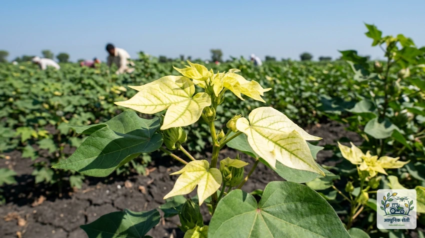 सूक्ष्म अन्नद्रव्यांची (Micronutrients) कमतरता