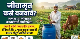जीवामृत बनवण्याची सोपी पद्धत आणि फायदे (Jivamrut Benefits): 100% नैसर्गिक खत जीवामृत बनवण्याची सोपी पद्धत आणि पिकांसाठी फायदे