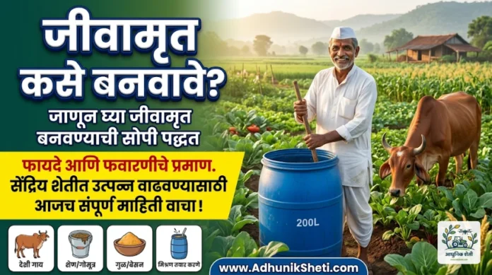 जीवामृत बनवण्याची सोपी पद्धत आणि पिकांसाठी फायदे
