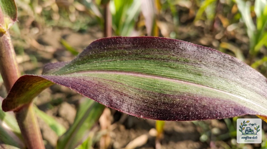 स्फुरद (Phosphorus) कमतरता