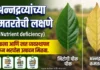 पिकांमधील अन्नद्रव्यांच्या कमतरतेची लक्षणे कशी ओळखावी? (100% अचूक मार्गदर्शक) | Plant Nutrient Deficiency पिकांमधील अन्नद्रव्यांच्या कमतरतेची लक्षणे