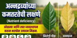 पिकांमधील अन्नद्रव्यांच्या कमतरतेची लक्षणे कशी ओळखावी? (100% अचूक मार्गदर्शक) | Plant Nutrient Deficiency पिकांमधील अन्नद्रव्यांच्या कमतरतेची लक्षणे