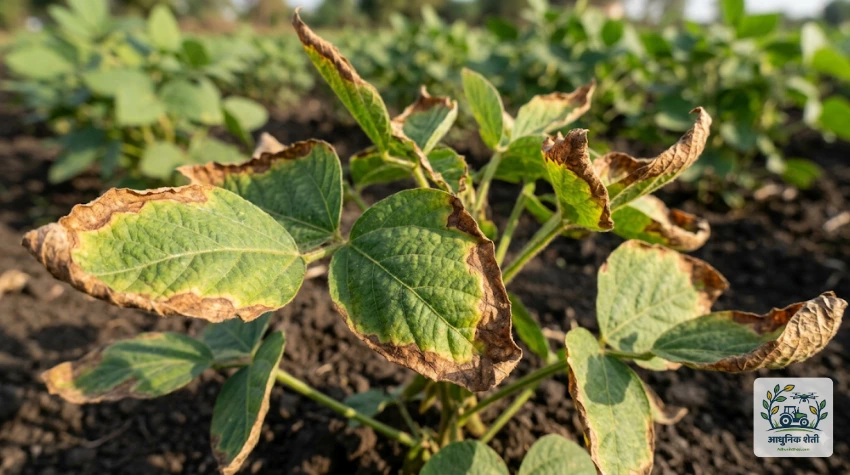 पालाश (Potassium) कमतरतेमुळे पाने करपणे