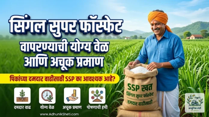 सिंगल सुपर फॉस्फेट (SSP) खताचे फायदे आणि वापर