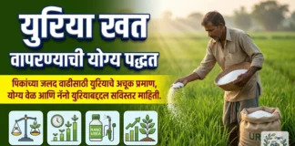 युरिया खत वापरण्याची योग्य पद्धत: पिकांच्या भरघोस वाढीसाठी अचूक तंत्र आणि प्रमाण युरिया खत वापरण्याची योग्य पद्धत आणि प्रमाण